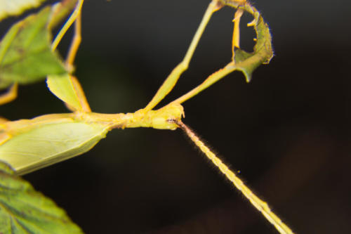 living leaf male 
