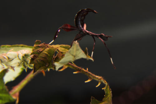 living leaf nymph