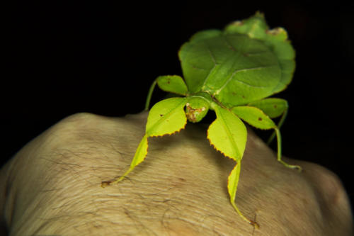 living leaf female 