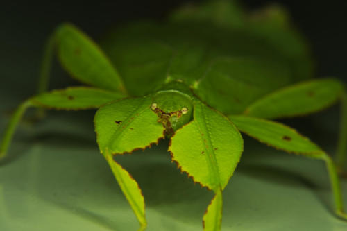 living leaf female 